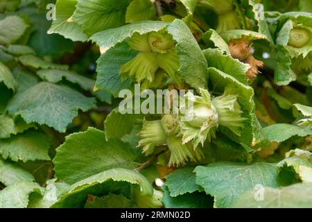 Fresh green hazelnuts on the tree ( Corylus avellana ) . Tuscany, Italy Stock Photo