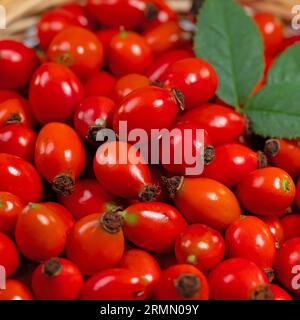 Rose hips in a closeup Stock Photo