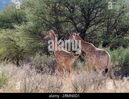 Two giraffes standing in a grassy savannah landscape, surrounded by trees Stock Photo