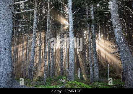 WA23517-00...WASHINGTON - Sun light streaming through the trees of the coastal forest on a foggy morning at Cedar Creek in Olympic National Park. Stock Photo