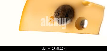 Mouse-like rodents as pests for humans. Mice and voles enter warehouses and households and destroy food products. Vole gnawed hole in cheese, isolated Stock Photo