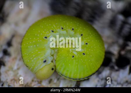 Great sawfly (Messa betulae, Trichiosoma vitellinae) caterpillar (false larva) in boreal mixed forest. East Baltc Stock Photo