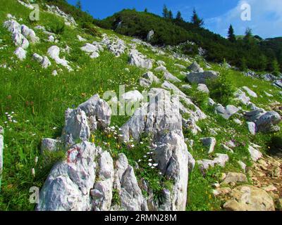 Mountain meadow covered with rocks and alpine gypsophila or creeping baby's breath (Gypsophila repens) close to Debela pec mountain above Pokljuka in Stock Photo