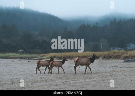 Elk walking on beach - Cannon beach Stock Photo