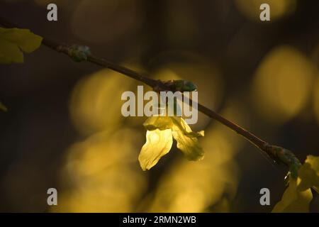 Sun shining behind a small yellow flower growing on a tree in a yard in Potzbach, Germany on a spring day. Stock Photo