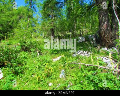 Small bright sunlit clearing in a larch (Larix decidua) forest with Northern wolf's-bane (Aconitum lamarckii) at Pokljuka in Julian alps and Triglav n Stock Photo