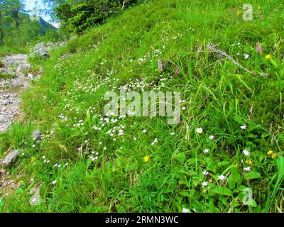 White alpine gypsophila or creeping baby's breath (Gypsophila repens) growing on a mountain meadow on the side of a mountain path at Kalisce in Karava Stock Photo