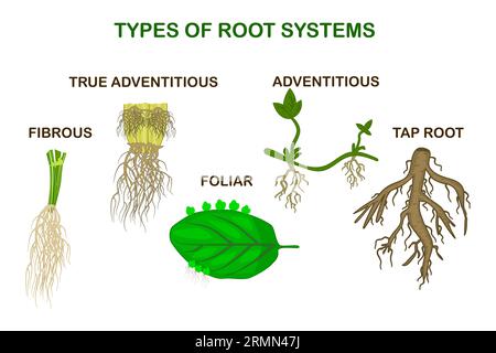 Types root systems of plants.Taproot, fibrous, bulb and tuber root ...