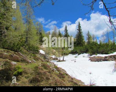 Larch and spruce forest covered alpine landscape with snow covering the ground and larch in bright green foliage in Triglav national park and Julian a Stock Photo