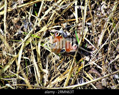 Rusty red colorful peacock butterfly (Aglais io) with black, blue and yellow eyespots Stock Photo