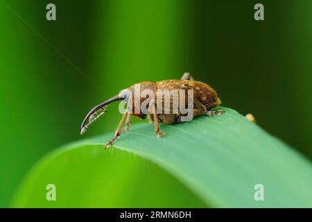 Detailed closeup shot of a small long-nosed weevil ,Curculio glandium, on a blade of grass Stock Photo