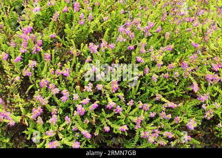 Closeup of the purple flowers and golden foliage of the low growing perennial evergreen heather calluna vulgaris crimson glory. Stock Photo