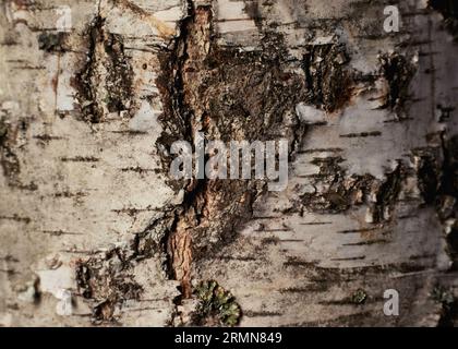 Birch bark wood background. Birch tree bark texture. Tough rude wooded surface pattern. Macro closeup. Stock Photo