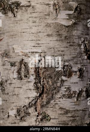 Birch bark wood background. Birch tree bark texture. Tough rude wooded surface pattern. Vertical macro closeup. Stock Photo