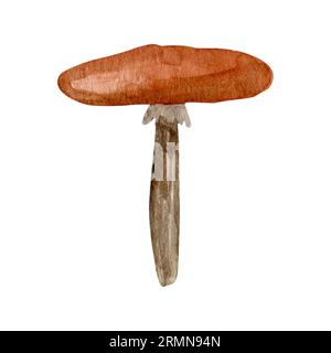 Watercolor mushrooms, hand drawn isolated illustration of a forest plant on a white background. Forest mushroom for recipe book, packaging design, pat Stock Photo