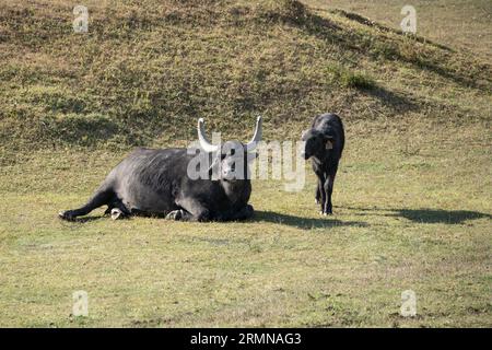 A water buffaloes (bubalus bubalis) and a calf resting in the meadow in a Hungarian reserve. Stock Photo