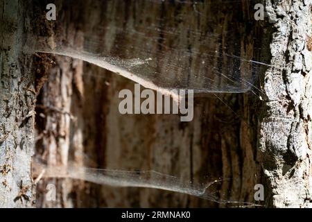 Spider webs on the wood. Selective focus. Sunlight on the net and bark. Stock Photo