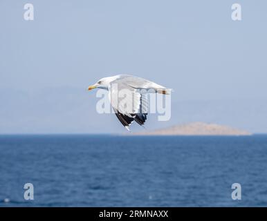 Close up of a seagull in action flying on the blue sky Stock Photo