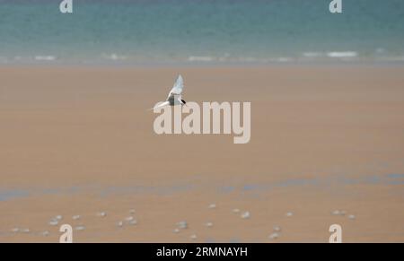 Arctic Tern flying along nesting area of beach in Northumberland Stock Photo