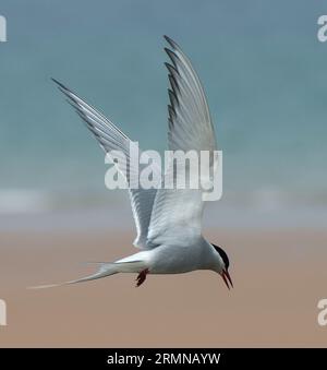 Close view of Arctic Tern in flight with head looking down and wings outstretched above head along Northumberland coast Stock Photo