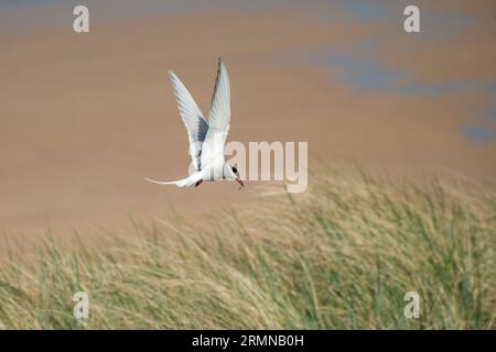 Colour image showing Arctic Tern with wings outstretched above the body coming in to nesting site with fish in it's bill Stock Photo
