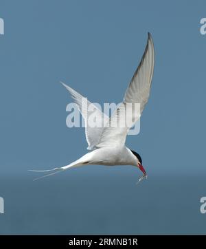 Square colour image of Arctic Tern with wings raised in flight, tail outstretched and fish in bill against muted background of sea and sky Stock Photo