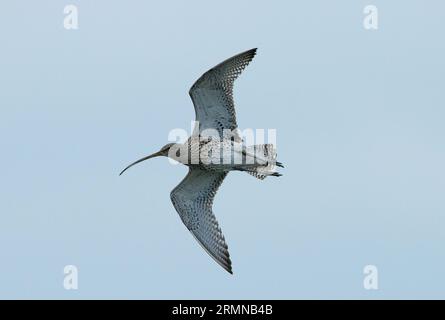 Colour image of Curlew seen in full flight from beneath showing full body and curved bill with wings outstretched and long legs Stock Photo