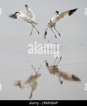 Square image of two avocets dancing away from each other with wings outstretched and reflections in water Stock Photo