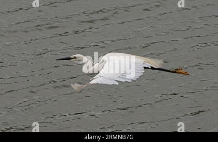 Close view of Little Egret flying from right to left and slightly below observer showing characteristics of the bird in flight Stock Photo