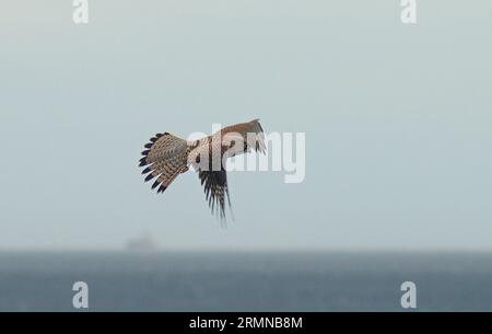 Colour image of female Kestrel in flight at eye level to observer moving from left to right with muted background of sky and horizon Stock Photo