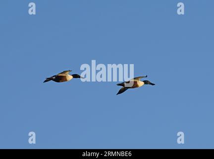 Colour image of a pair of Shoveler ducks against a blue sky flying from left to right with one behind the other Stock Photo