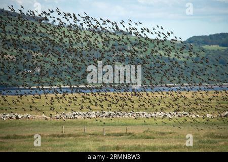 Huge flock of Starlings take flight, filling the image, from a field near waters edge with small hill in the background Stock Photo