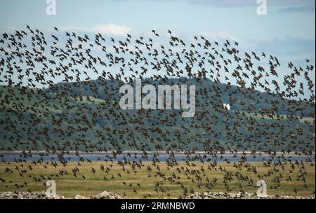 A huge flock of Starlings fill the frame as they take to the air as one from a field and flying from left to right Stock Photo