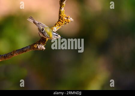 Firecrest or Regulus ignicapilla, perched on a twig. Stock Photo