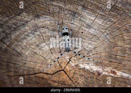 Rare rosalia longicorn in the forest. Rosalia alpina in the Little Carpathians park. Blue beetle with black stains and long feelers. Stock Photo