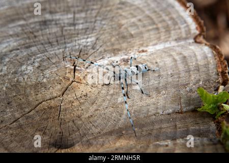 Rare rosalia longicorn in the forest. Rosalia alpina in the Little Carpathians park. Blue beetle with black stains and long feelers. Stock Photo