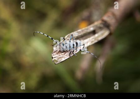 Rare rosalia longicorn in the forest. Rosalia alpina in the Little Carpathians park. Blue beetle with black stains and long feelers. Stock Photo