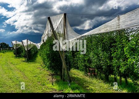 Apple orchard, fruit growing, with hail protection nets, they are to protect the trees from hailstorms, during blossoming and later the fruits, attrac Stock Photo