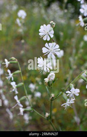 Silene dichotoma blooms in the wild among grasses Stock Photo