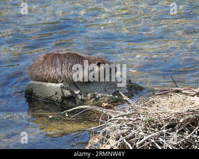 Nutria or Coypu, Myocastor coypus, in the river Po at Turin near to the Ponte Vittorio Emanuele I Bridge. Stock Photo