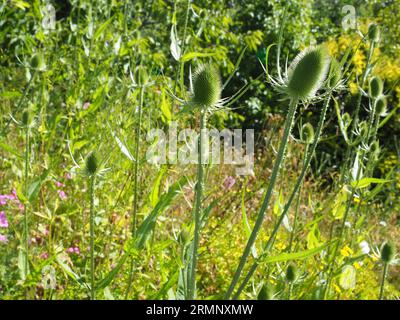 Teasel seed heads, Dipsacus fullonum, in a wildlife garden. Stock Photo