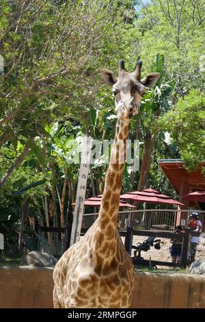 Los Angeles, California, USA 29th August 2023 Maasai Giraffe, Masai Giraffe at LA Zoo on August 29, 2023 in Los Angeles, California, USA. Photo by Barry King/Alamy Stock Photo Stock Photo