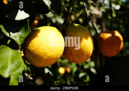 Lemons hanging from a tree Stock Photo