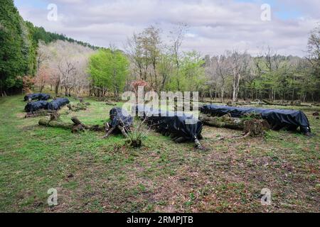 Japan, Kyushu. Shiitake Mushroom Farm in the Forest. Mushrooms will grow on the covered oak logs. Stock Photo