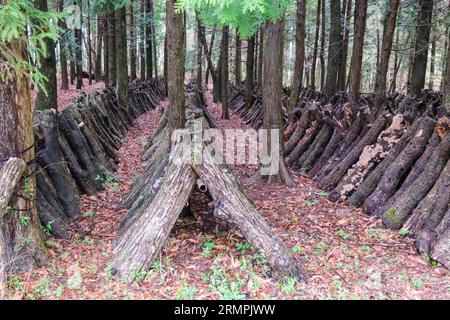 Japan, Kyushu. Shiitake Mushroom Farm in the Forest. Mushroom spores will be implanted on these oak logs. Stock Photo