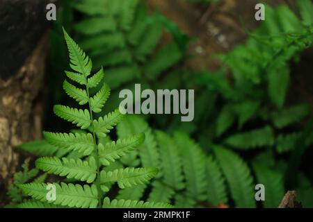 a fern leaf on a moss bed Stock Photo