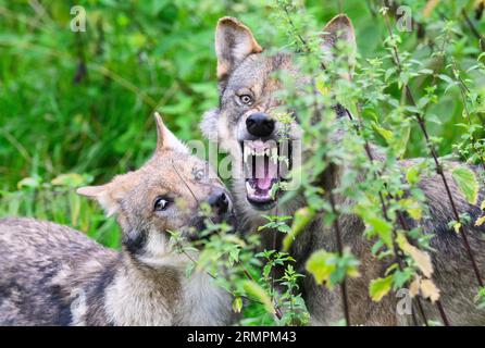 Springe, Germany. 29th Aug, 2023. A young wolf (l) stands with a parent baring its teeth in the enclosure at the Wisentgehege Springe. The Eurasian wolves in the zoo had offspring in May. But visitors rarely get to see the shy young animals. Meanwhile, the discussion about free-ranging wolves in Lower Saxony continues - especially about wolf management, for example, to be able to remove conspicuous wolves. Credit: Julian Stratenschulte/dpa/Alamy Live News Stock Photo