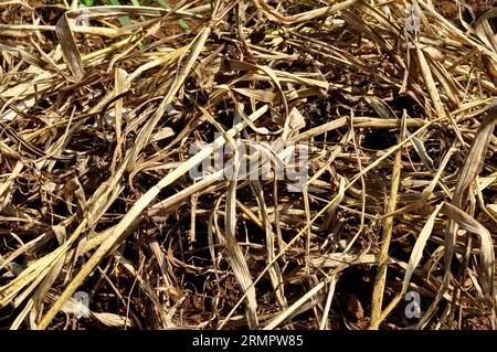 Dry grass on dry land due to long drought Stock Photo