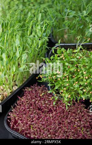 The concept of a healthy diet, boxes with microgreens of red basil, wind onion, sorrel, cabbage, mustard, broccoli, super food. Stock Photo