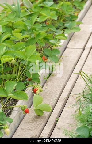 Strawberries grow on a high bed in a greenhouse, hanging down Stock ...